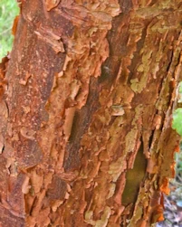 Acer griseum