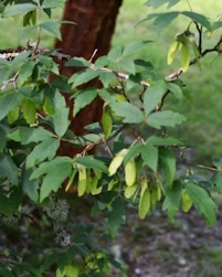 Acer griseum