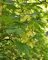 Acer heidreichii