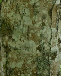 Acer heidreichii
