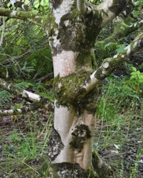 Acer mono