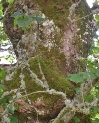 Acer pseudoplatanus