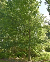 Acer rubrum