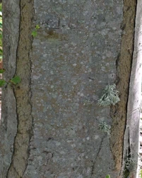 Acer rubrum