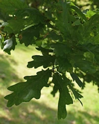 Acer rubrum
