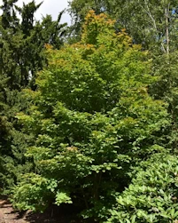 Acer rufinerve