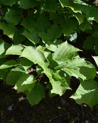 Acer rufinerve