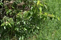 Acer tataricum ginnala