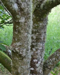 Aesculus hippocastanum
