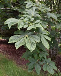 Aesculus hippocastanum