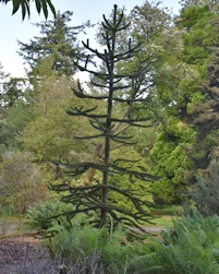 Araucaria araucana