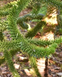 Araucaria araucana