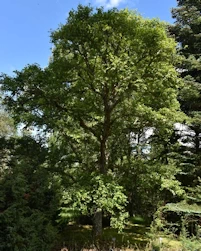 Betula dahurica