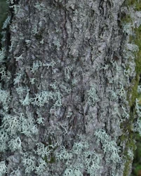 Betula dahurica