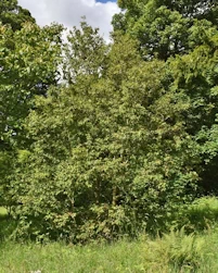 Betula ermanii