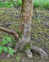 Betula ermanii