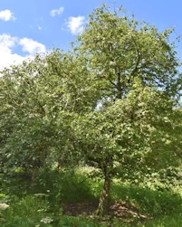 Betula pubescens glabra