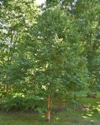 Betula utilis jacquemontii