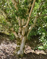 Betula utilis jacquemontii