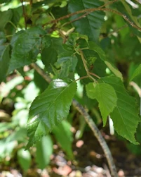 Betula utilis jacquemontii