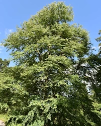 Cercidiphyllum japonicum