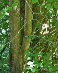 Cercidiphyllum japonicum