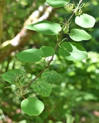 Cercidiphyllum magnificum