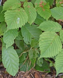 Clethra barbinervis