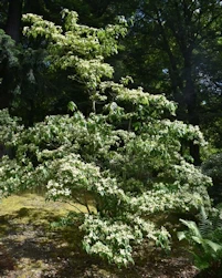 Cornus kousa