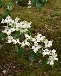 Cornus kousa