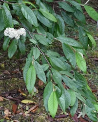 Cotoneaster x watereri cornubia