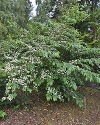 Cotoneaster x watereri cornubia