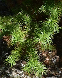 Cunninghamia konishii