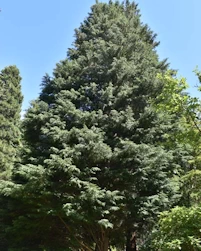 Cuprocyparis leylandii