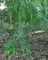 Cuprocyparis leylandii