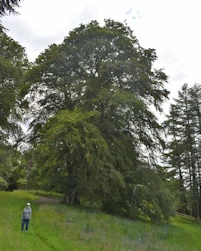 Fagus sylvatica