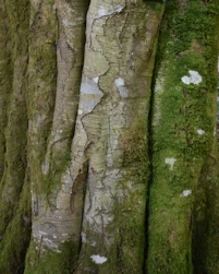 Fagus sylvatica