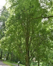 Fagus sylvatica