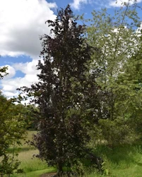 Fagus sylvatica