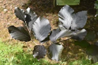 Fagus sylvatica