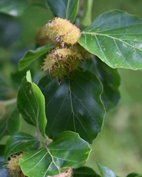 Fagus sylvatica