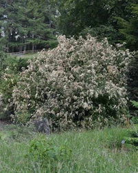 Holodiscus discolor franciscus