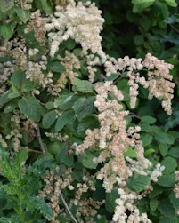 Holodiscus discolor franciscus
