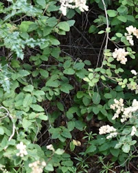 Oceanspray