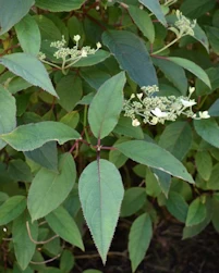 Hydrangea heteromalla