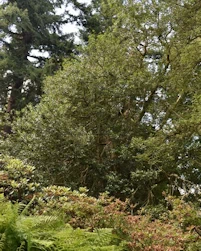 Ilex aquifolium