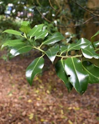Ilex aquifolium