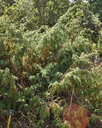 Juniperus recurva