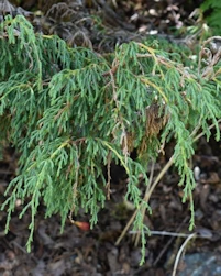 Juniperus recurva
