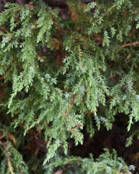 Juniperus squamata